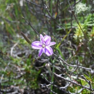 Thysanotus patersonii at Goorooyarroo NR (ACT) - 29 Oct 2014 11:35 AM