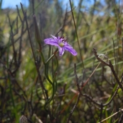 Thysanotus patersonii at Goorooyarroo NR (ACT) - 29 Oct 2014 11:35 AM