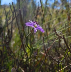 Thysanotus patersonii at Goorooyarroo NR (ACT) - 29 Oct 2014 11:35 AM