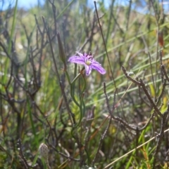 Thysanotus patersonii at Goorooyarroo NR (ACT) - 29 Oct 2014 11:35 AM