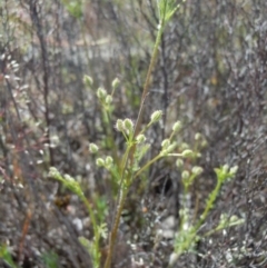 Daucus glochidiatus (Australian Carrot) at Gungahlin, ACT - 29 Oct 2014 by lyndsey