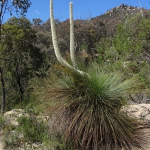 Xanthorrhoea glauca subsp. angustifolia at Paddys River, ACT - 29 Oct 2014