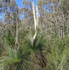 Xanthorrhoea glauca subsp. angustifolia at Paddys River, ACT - 29 Oct 2014