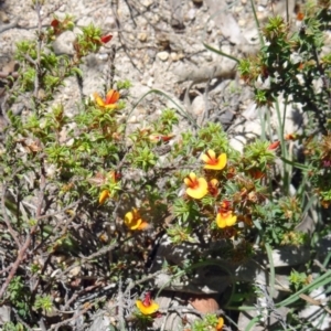 Pultenaea procumbens at Paddys River, ACT - 29 Oct 2014