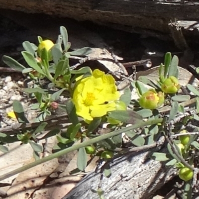 Hibbertia obtusifolia (Grey Guinea-flower) at Paddys River, ACT - 29 Oct 2014 by galah681