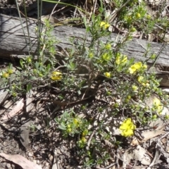 Hibbertia obtusifolia at Paddys River, ACT - 29 Oct 2014 09:26 AM