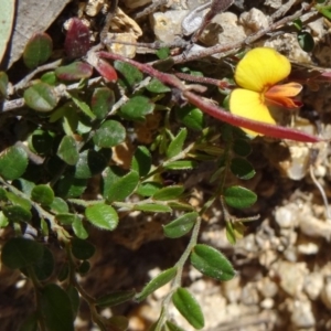 Bossiaea buxifolia at Paddys River, ACT - 29 Oct 2014