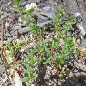 Asperula conferta at Paddys River, ACT - 29 Oct 2014 09:36 AM