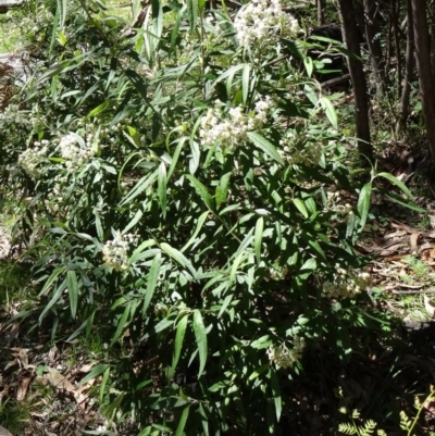 Olearia lirata (Snowy Daisybush) at Paddys River, ACT - 28 Oct 2014 by galah681