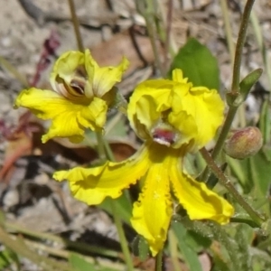 Goodenia paradoxa at Paddys River, ACT - 29 Oct 2014 10:22 AM