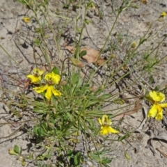 Goodenia paradoxa at Paddys River, ACT - 29 Oct 2014 10:22 AM