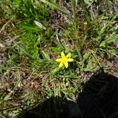 Hypoxis hygrometrica (Golden Weather-grass) at Paddys River, ACT - 29 Oct 2014 by galah681