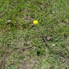 Craspedia variabilis (Common Billy Buttons) at Paddys River, ACT - 28 Oct 2014 by galah681