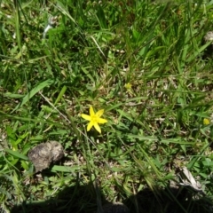 Hypoxis hygrometrica (Golden Weather-grass) at Paddys River, ACT - 29 Oct 2014 by galah681