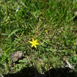 Hypoxis hygrometrica at Paddys River, ACT - 29 Oct 2014 10:56 AM