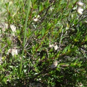 Cryptandra amara at Paddys River, ACT - 29 Oct 2014 10:19 AM