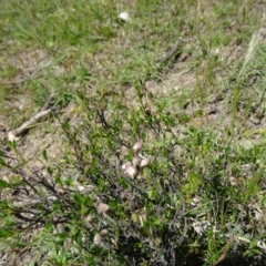 Cryptandra amara at Paddys River, ACT - 29 Oct 2014