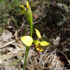 Diuris sulphurea at Paddys River, ACT - suppressed