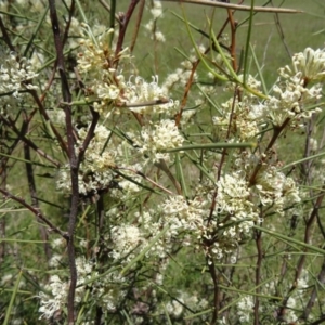 Hakea microcarpa at Paddys River, ACT - 29 Oct 2014 10:22 AM