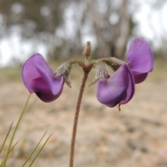 Swainsona sericea (Silky Swainson-Pea) at Tennent, ACT - 20 Oct 2014 by michaelb