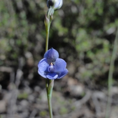 Thelymitra juncifolia (Dotted Sun Orchid) at Mount Jerrabomberra QP - 29 Oct 2014 by KGroeneveld