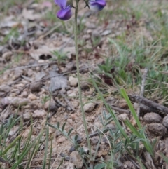 Swainsona sericea (Silky Swainson-Pea) at Tennent, ACT - 20 Oct 2014 by michaelb