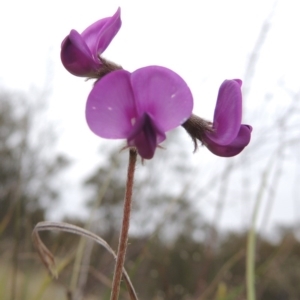 Swainsona sericea at Tennent, ACT - 20 Oct 2014