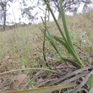 Lomandra multiflora at Tennent, ACT - 20 Oct 2014 06:21 PM