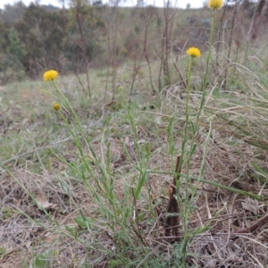 Calotis lappulacea at Tennent, ACT - 20 Oct 2014