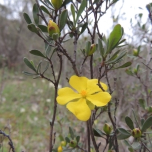 Hibbertia obtusifolia at Tennent, ACT - 20 Oct 2014 06:49 PM