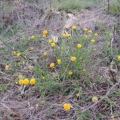 Calotis lappulacea (Yellow Burr Daisy) at Paddys River, ACT - 20 Oct 2014 by michaelb