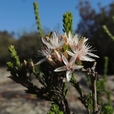 Calytrix tetragona (Common Fringe-myrtle) at Pine Island to Point Hut - 22 Oct 2014 by michaelb