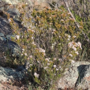 Calytrix tetragona at Paddys River, ACT - 22 Oct 2014