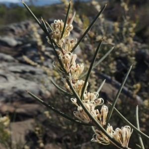 Hakea microcarpa at Paddys River, ACT - 22 Oct 2014 05:26 PM