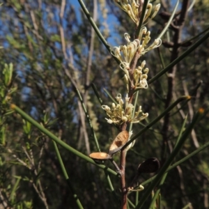 Hakea microcarpa at Paddys River, ACT - 22 Oct 2014 05:26 PM