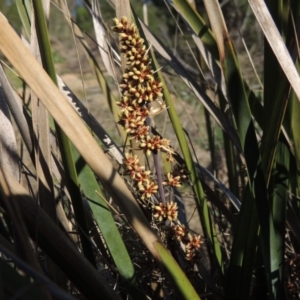 Lomandra longifolia at Paddys River, ACT - 22 Oct 2014 05:36 PM