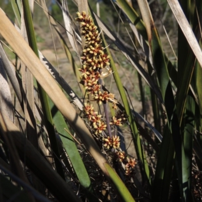Lomandra longifolia (Spiny-headed Mat-rush, Honey Reed) at Pine Island to Point Hut - 22 Oct 2014 by michaelb
