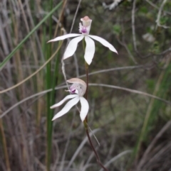 Caladenia moschata (Musky Caps) at Jerrabomberra, NSW - 24 Oct 2014 by KGroeneveld
