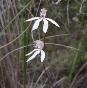 Caladenia moschata at Jerrabomberra, NSW - suppressed