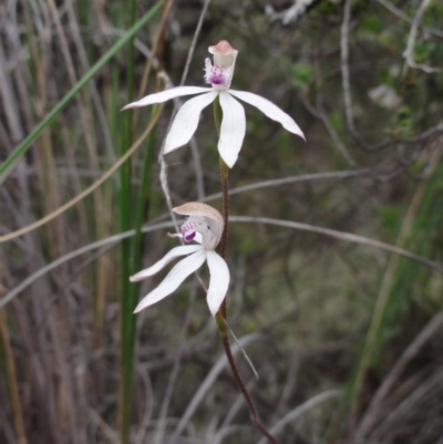 Caladenia moschata (Musky Caps) at Jerrabomberra, NSW - 24 Oct 2014 by KGroeneveld