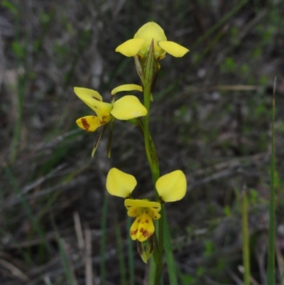 Diuris sulphurea (Tiger Orchid) at Mount Jerrabomberra QP - 24 Oct 2014 by KGroeneveld