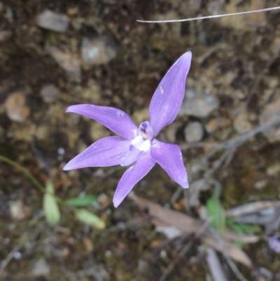 Glossodia major (Wax Lip Orchid) at Mount Jerrabomberra QP - 24 Oct 2014 by KGroeneveld