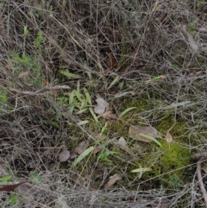 Glossodia major at Jerrabomberra, NSW - suppressed