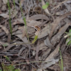 Caladenia atrovespa (Green-comb Spider Orchid) at Jerrabomberra, NSW - 24 Oct 2014 by KGroeneveld