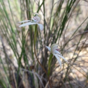 Caladenia moschata at Jerrabomberra, NSW - suppressed