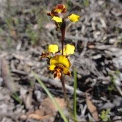 Diuris semilunulata (Late Leopard Orchid) at Jerrabomberra, NSW - 22 Oct 2014 by KGroeneveld
