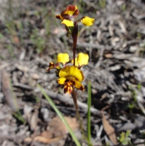 Diuris semilunulata at Jerrabomberra, NSW - suppressed