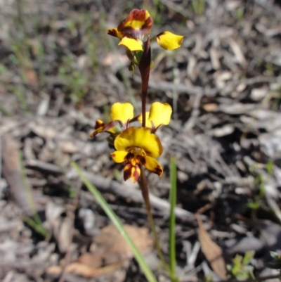 Diuris semilunulata (Late Leopard Orchid) at Mount Jerrabomberra QP - 22 Oct 2014 by KGroeneveld