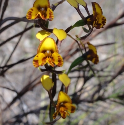 Diuris semilunulata (Late Leopard Orchid) at Jerrabomberra, NSW - 23 Oct 2014 by KGroeneveld