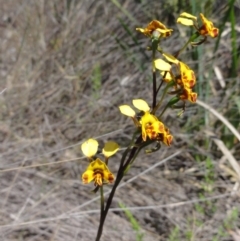 Diuris semilunulata (Late Leopard Orchid) at Mount Jerrabomberra QP - 23 Oct 2014 by KGroeneveld